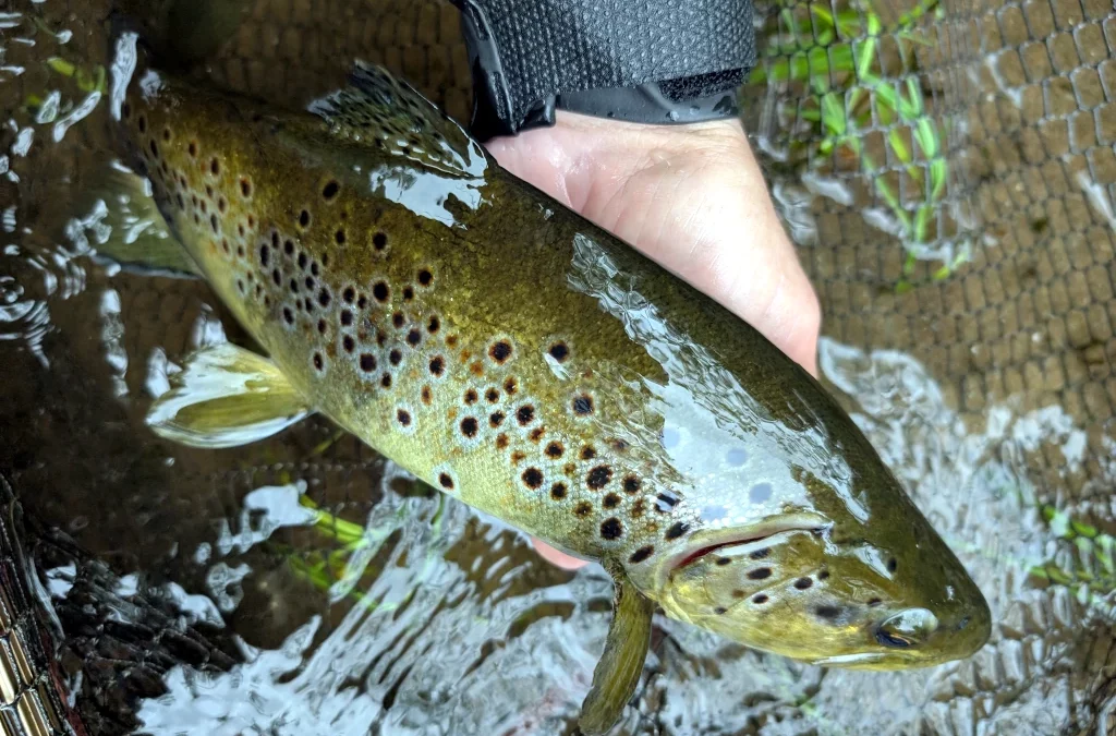 Améliorer la qualité de la pêche.
