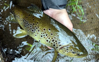 Améliorer la qualité de la pêche.